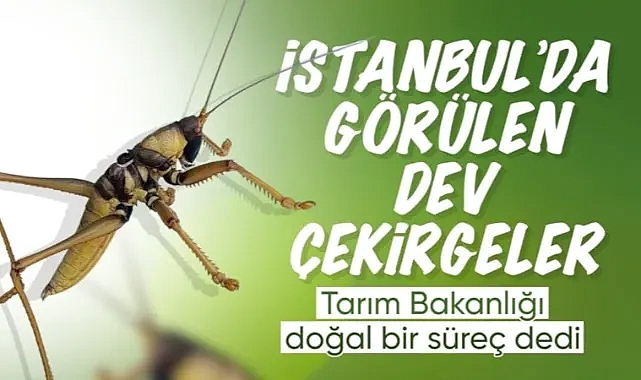 Tarım ve Orman Bakanlığı: Türkiye'de çekirge istilası yok